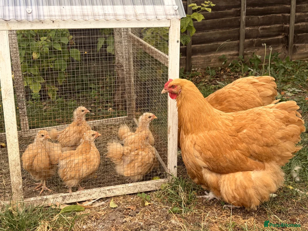 Chickens poultry for sale: 🐥 Buff Orpington Chicks for Sale 🐥 - Advert 1