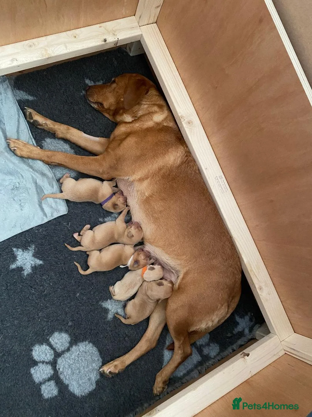 Labrador Retriever dogs for sale: 1 x Girl Fox Red Labrador Puppy - Advert 2