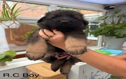 German Shepherd dogs for sale: Long haired German Shepherd puppies - Image 3