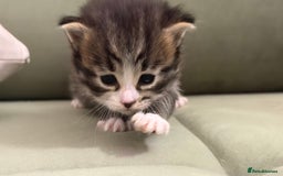 Siberian cats for sale: 4 Beautiful Siberian Cross Kitties 💗 - Advert 15