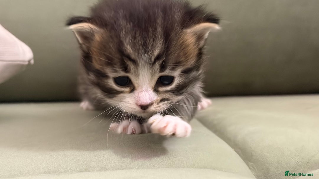 Siberian cats for sale: 4 Beautiful Siberian Cross Kitties 💗 - Advert 15