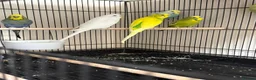 Budgerigars birds for sale: 🐦 BEAUTIFUL BUDGIES – READY FOR NEW HOMES 🐦 in Enfield - Advert 5