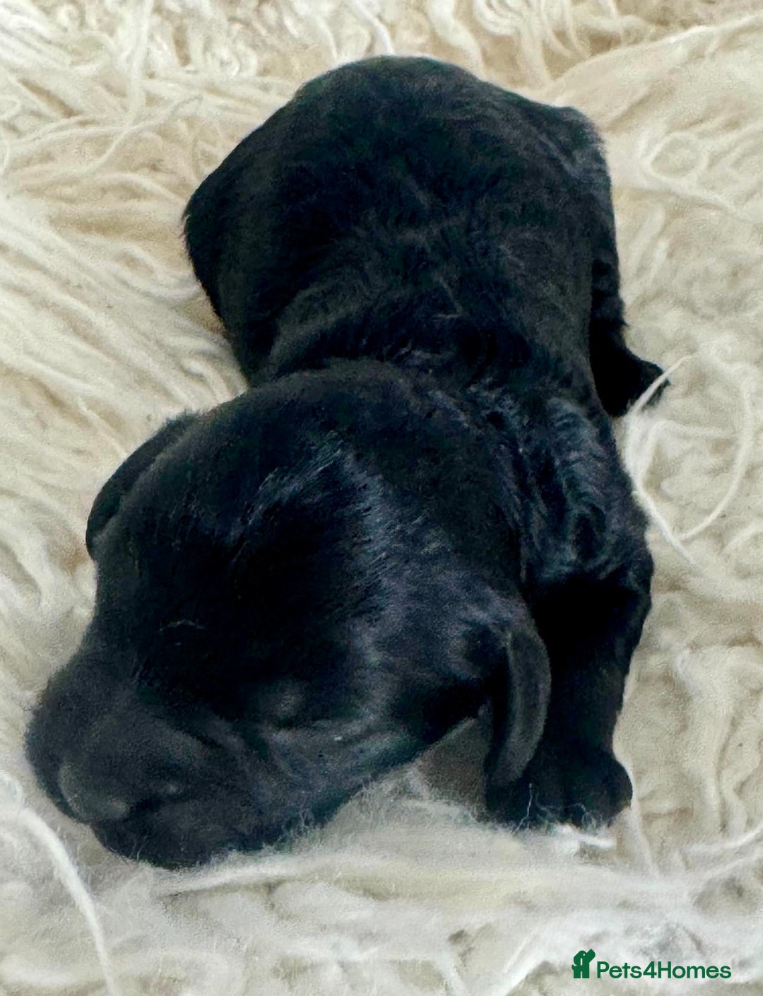 Cavapoo dogs for sale: F1 cavapoo babies  - Image 2