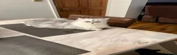 Persian cats for sale: Persian chinchilla kittens  - Advert 1