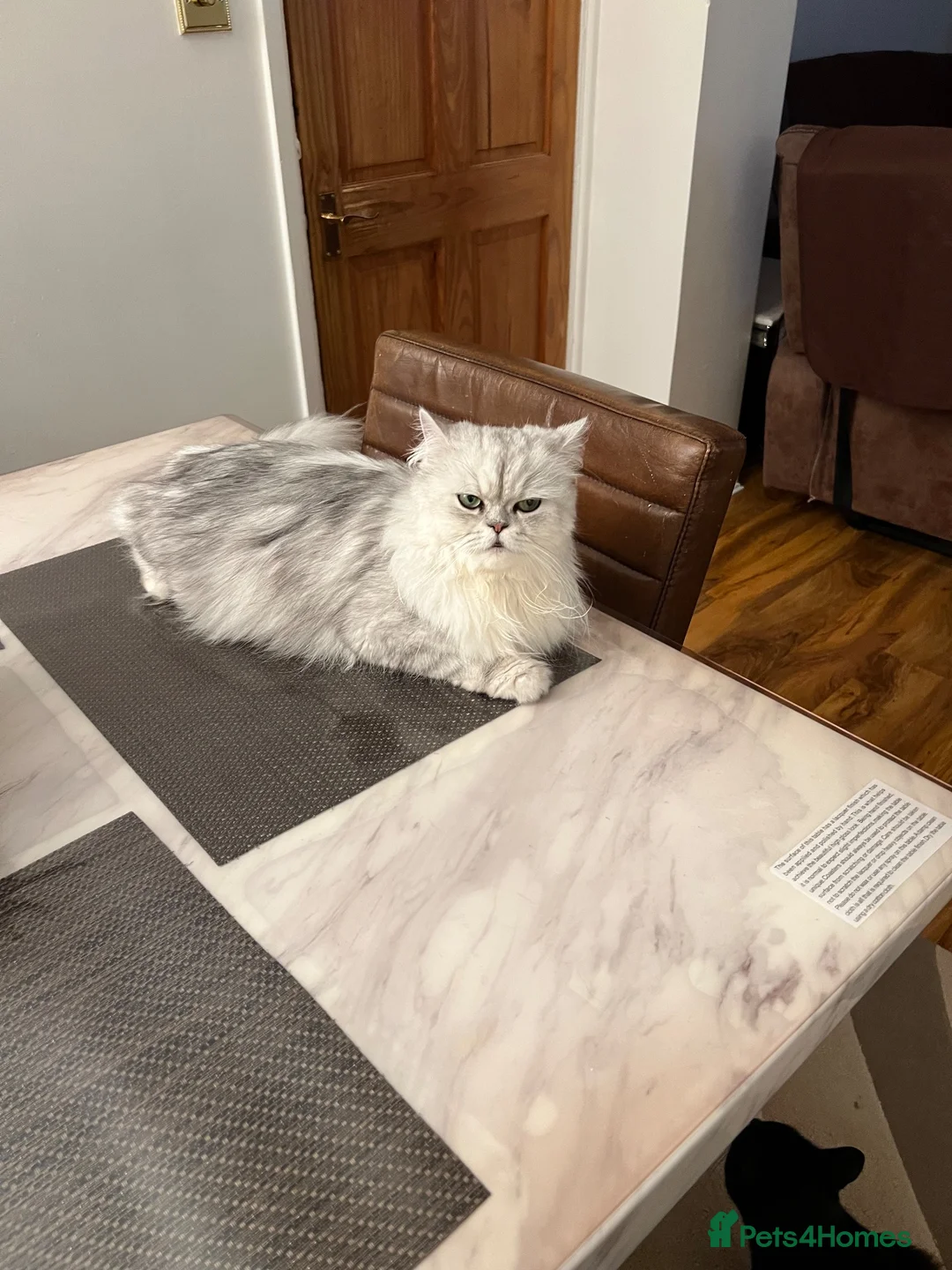 Persian cats for sale: Persian chinchilla kittens  - Advert 1