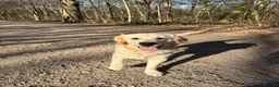 Golden Retriever dogs for stud: Simba~Golden Retriever Stud Available - Advert 10