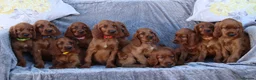 Irish Setter dogs for sale: Adorable lovable irish Setter puppies  - Advert 9