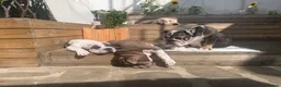 Mixed Breed dogs for sale: English Merle Bulldog/Shar Pei puppies for sale - Advert 12