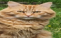 Siberian cats for stud: Handsome Ginger Siberian Cat for Stud - Image 7