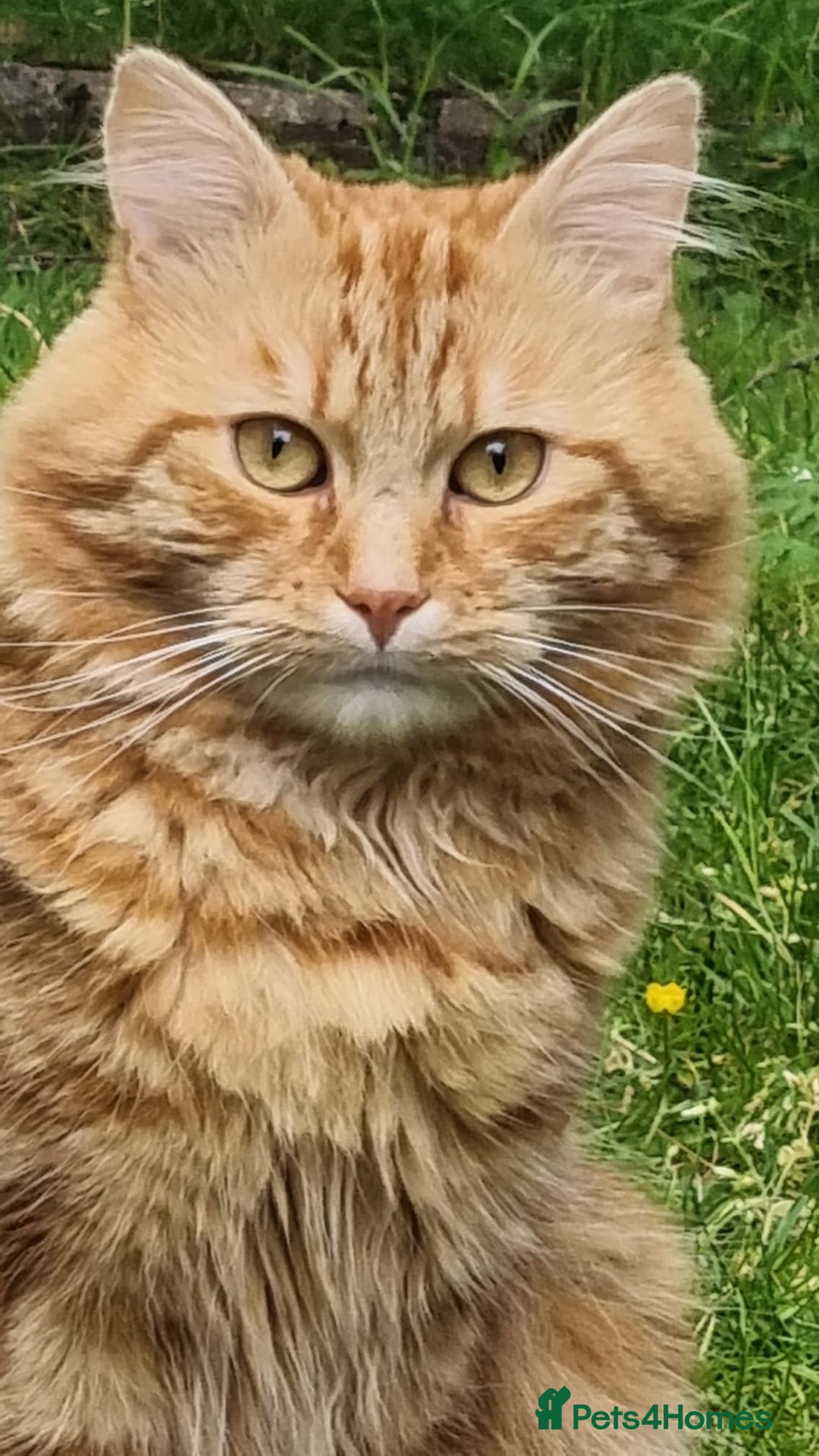 Siberian cats for stud: Handsome Ginger Siberian Cat for Stud - Image 7