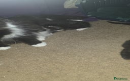 British Shorthair cats for sale: 2 tuxedo and 2 all black kittens for sale  - Image 4