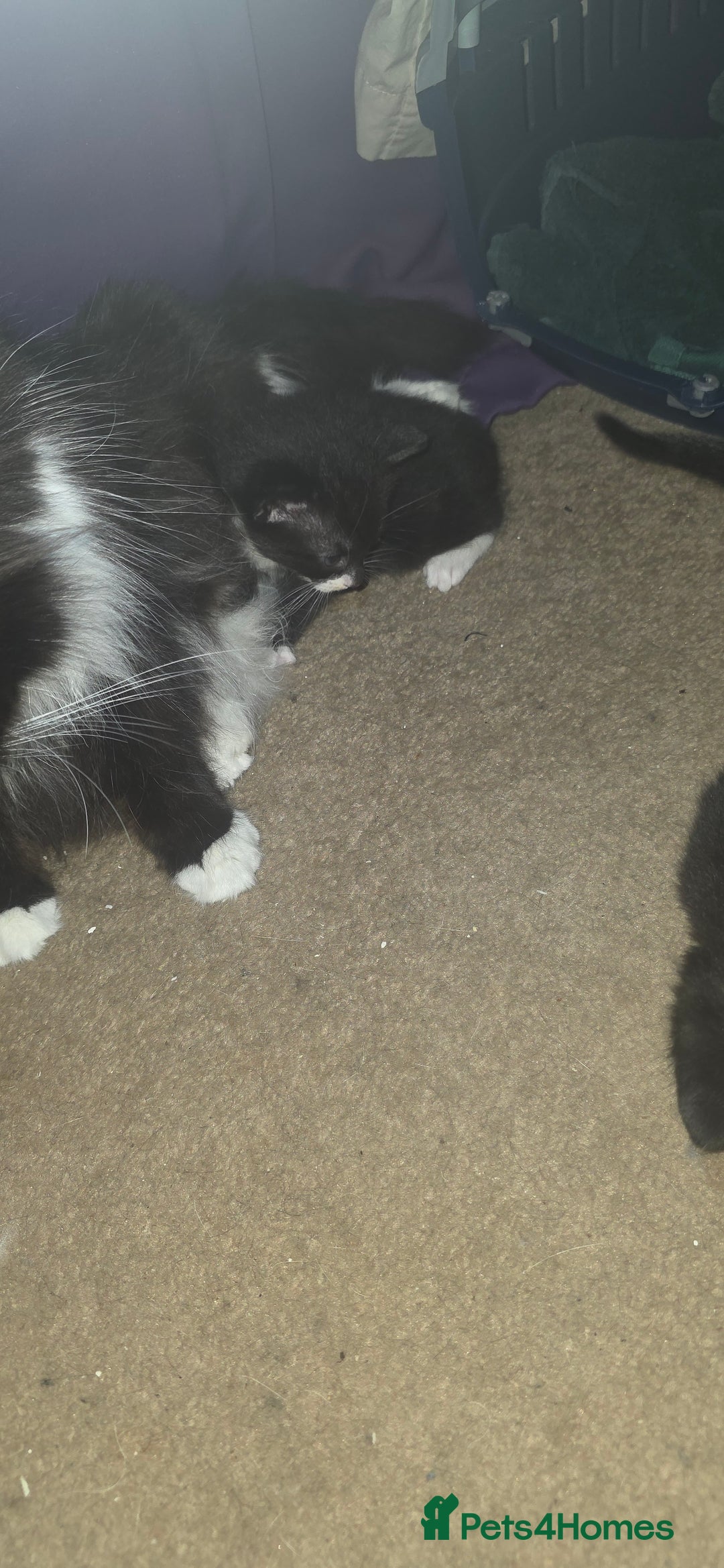 British Shorthair cats for sale: 2 tuxedo and 2 all black kittens for sale  - Image 4