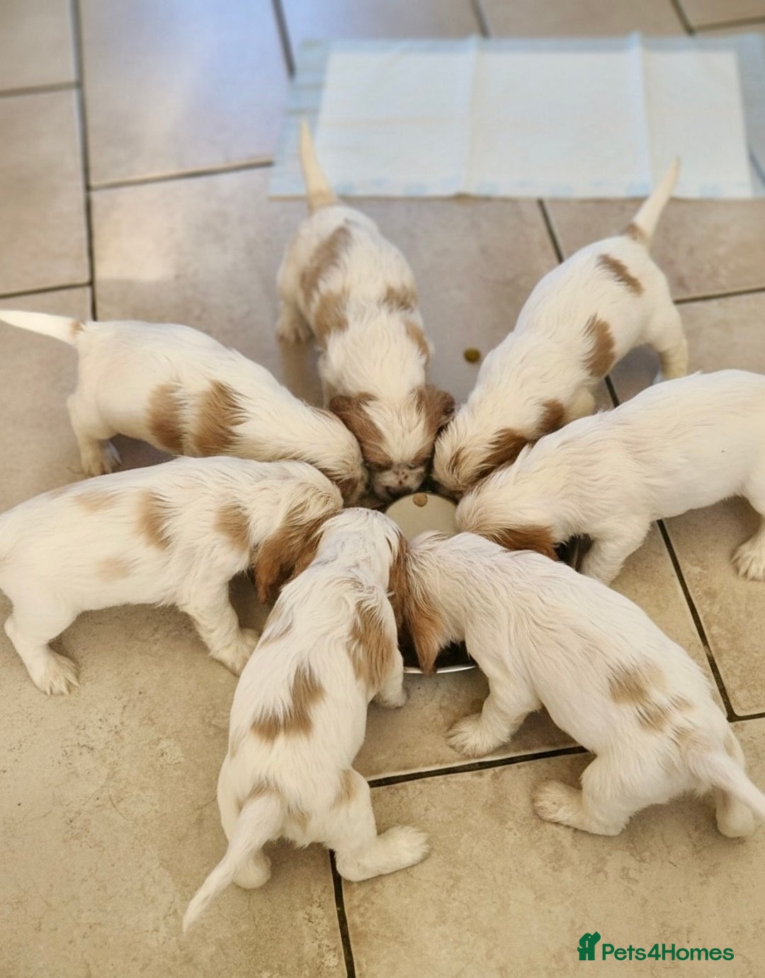 Cocker Spaniel dogs for sale: KC Registered Show Cocker Puppies  - Advert 4