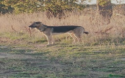 German Shepherd dogs for adoption: Sweet Sammy is ready for his forever home - Image 6