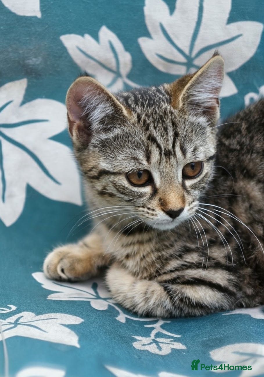 Mixed Breed cats Little darlings looking for loving homes - Advert 3