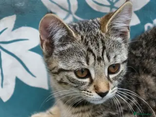 Mixed Breed cats Little darlings looking for loving homes - Advert 3
