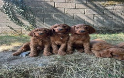 Irish Doodle dogs for sale: Irish doodles - Image 27