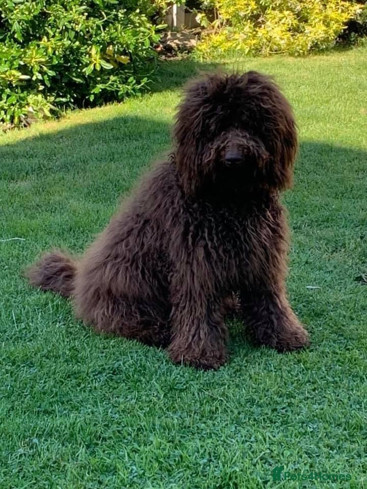 Australian Labradoodle dogs Multi generation Australian Labradoodles - Advert 1