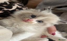 Ragdoll cats for sale: Gorgeous Bi-Colour Ragdoll Kittens – Male - Image 5
