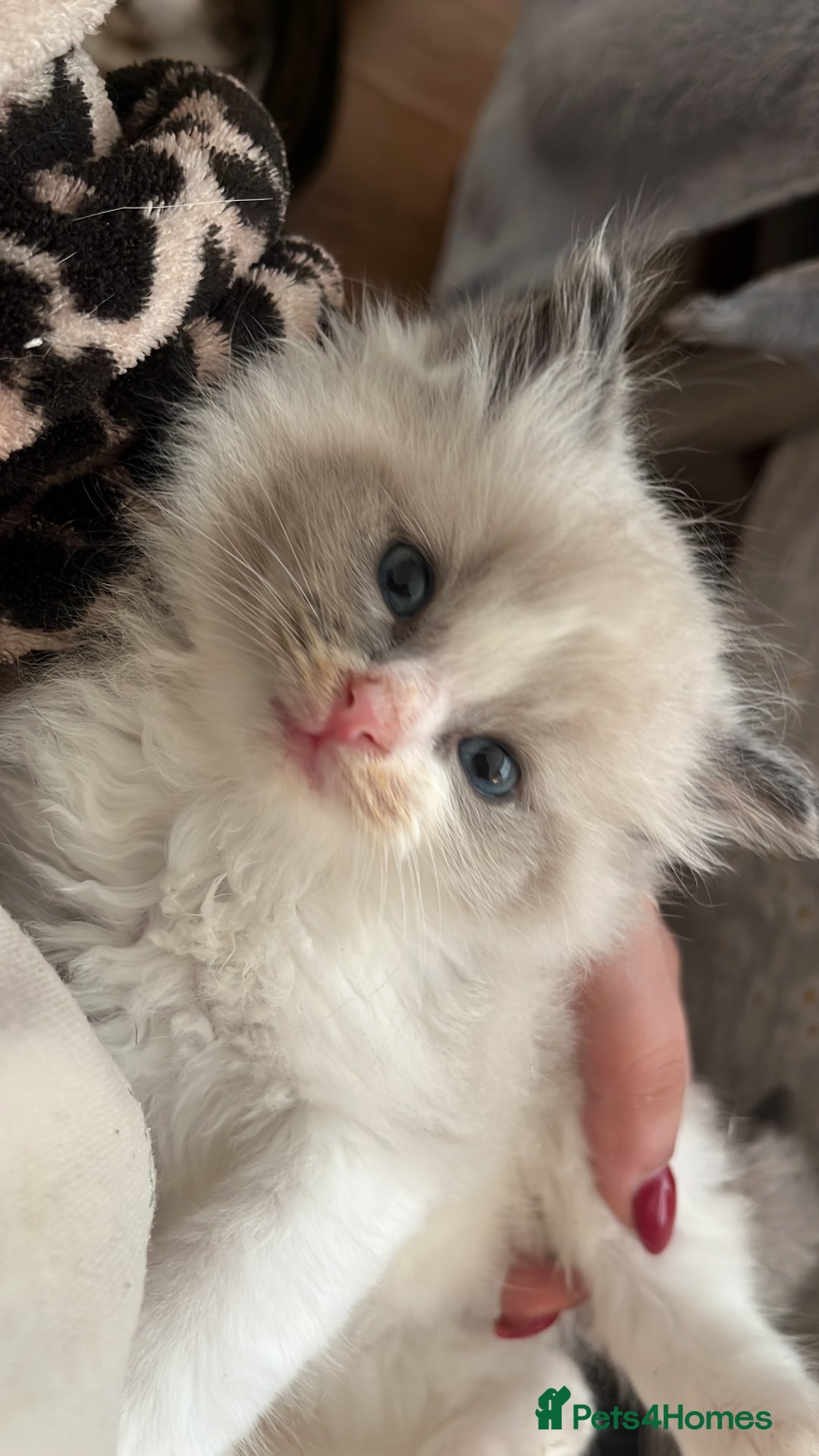 Ragdoll cats for sale: Gorgeous Bi-Colour Ragdoll Kittens – Male - Image 5