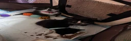 British Shorthair cats for sale: 3x Tuxedo Kittens for Adoption - Advert 2