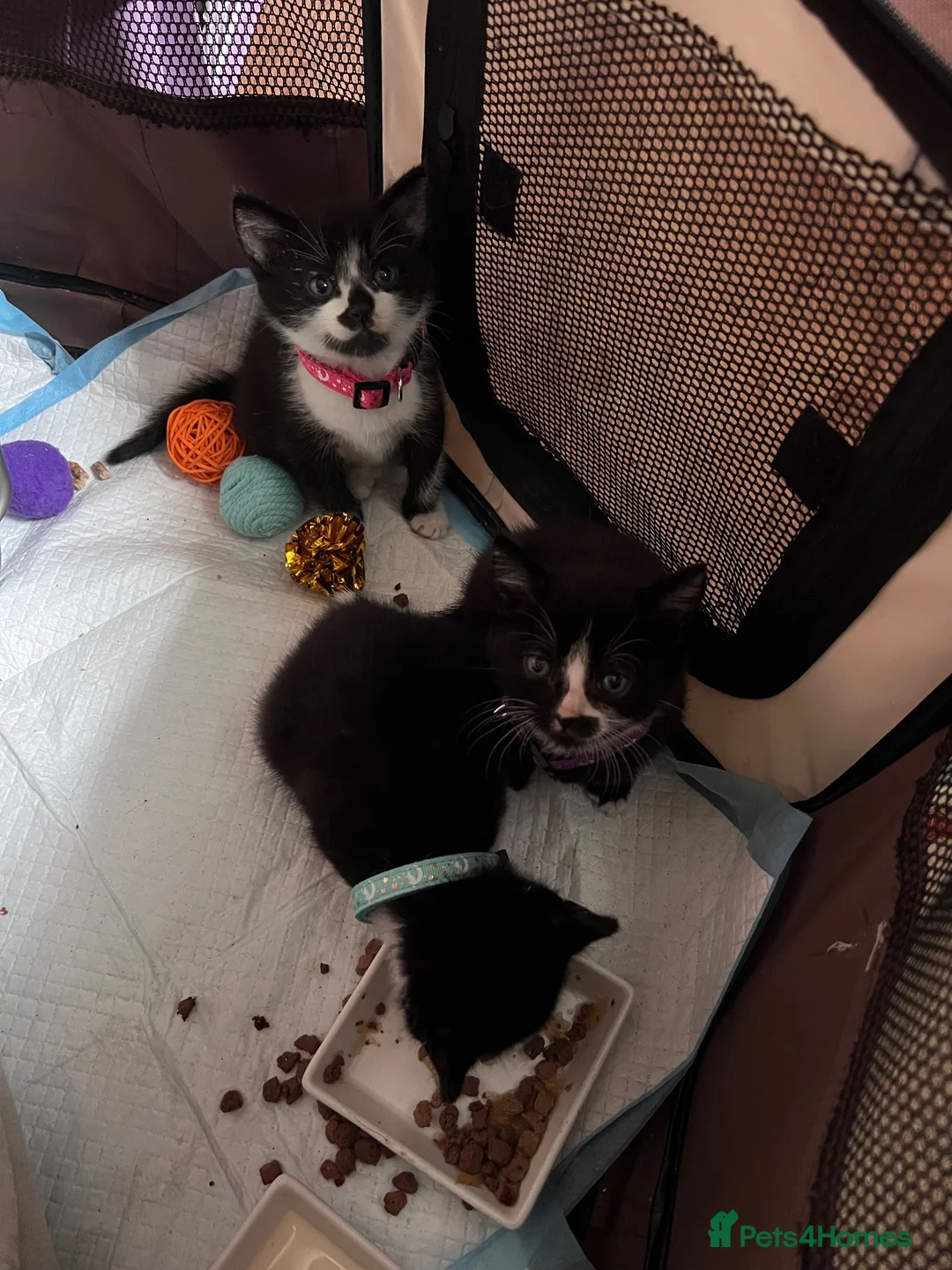 British Shorthair cats for sale: 3x Tuxedo Kittens for Adoption - Advert 2