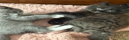 Mixed Breed cats for sale: Scotish fold mix kittens ready for there homes  - Advert 11