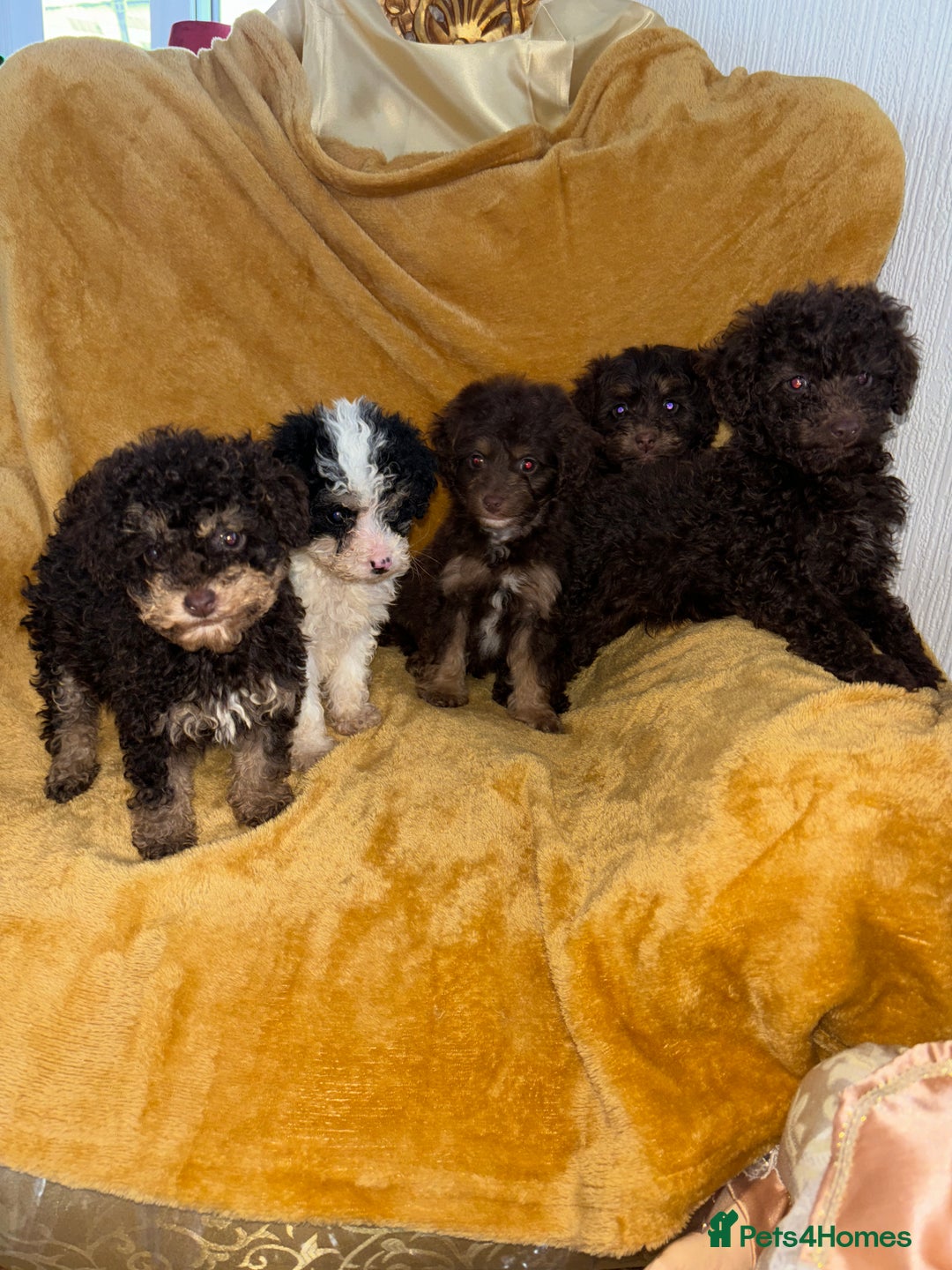 Cavapoo dogs for sale: Ready now Cavapoo puppies for sale  - Advert 1