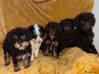 Cavapoo dogs Ready now Cavapoo puppies for sale - Advert 5