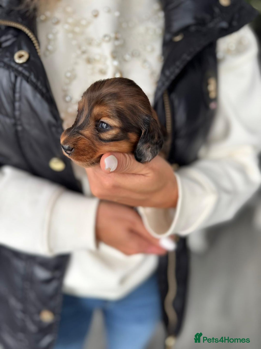 Miniature Dachshund dogs for sale: Miniature long-haired dachshunds - Image 11