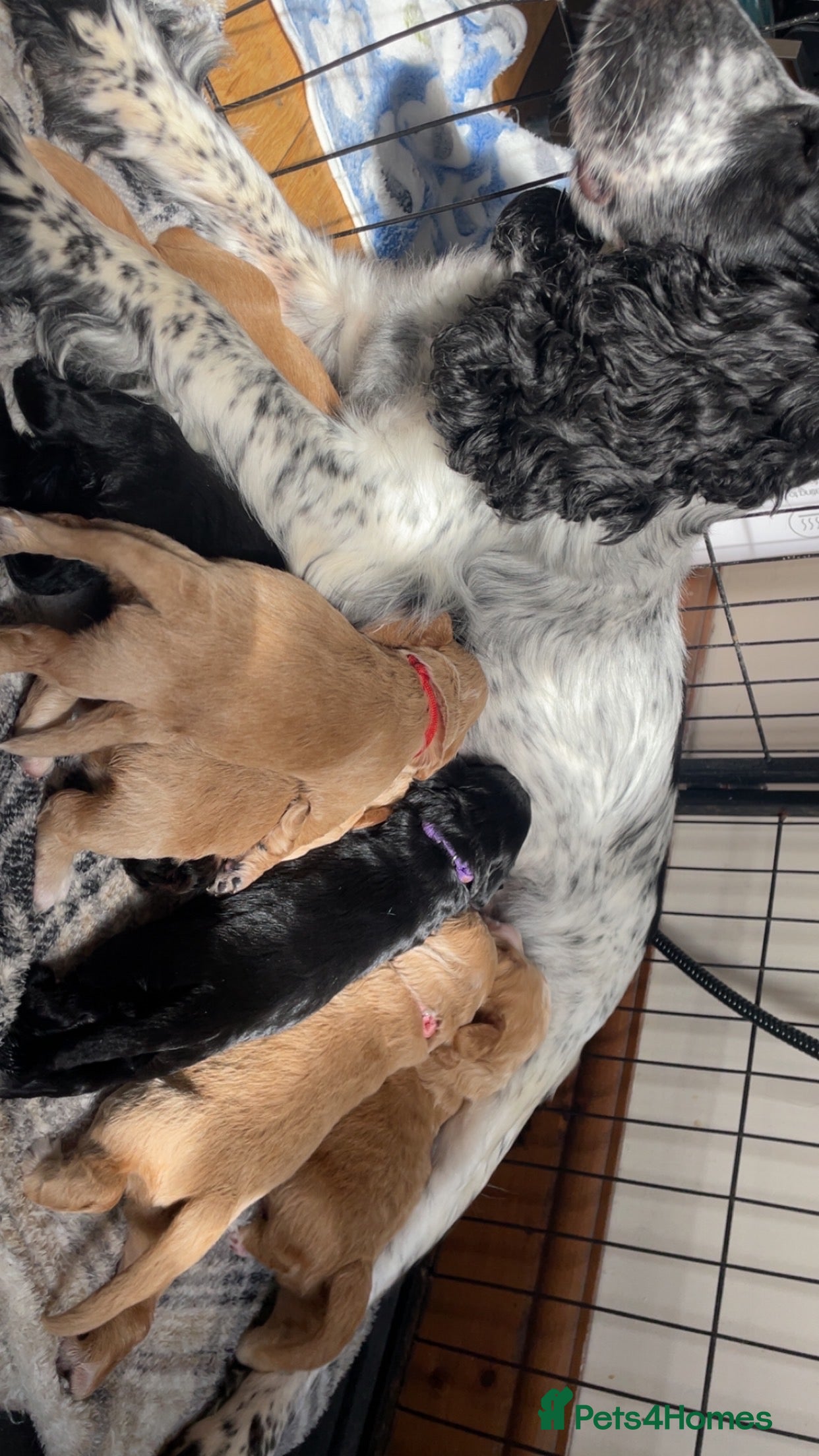 Cockapoo dogs for sale: Stunning F1b Cockapoo puppies - Advert 5