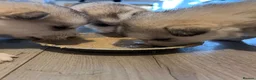 Utonagan dogs for sale: Malamute/Siberian Husky puppies in Swindon - Advert 14