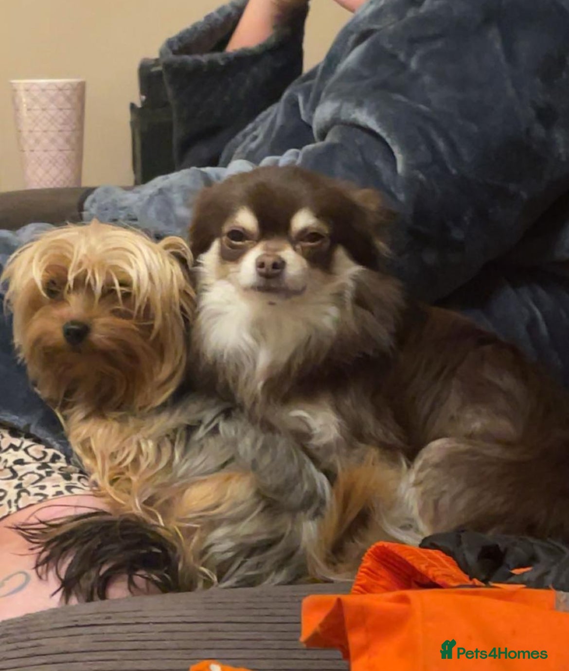 Chorkie dogs Chorkie puppies for sale - Advert 4