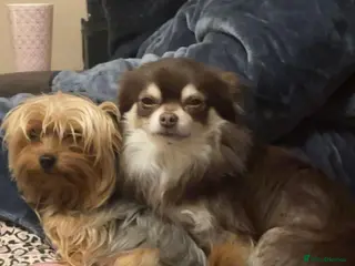 Chorkie dogs Chorkie puppies for sale - 1 boy left - Advert 13