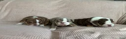 English Bulldog dogs for sale: Outstanding Quality English Bulldog Puppies in Cambridge - Advert 9