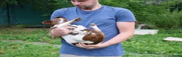 Mixed Breed dogs for adoption: Romeo in Worthing - Advert 5