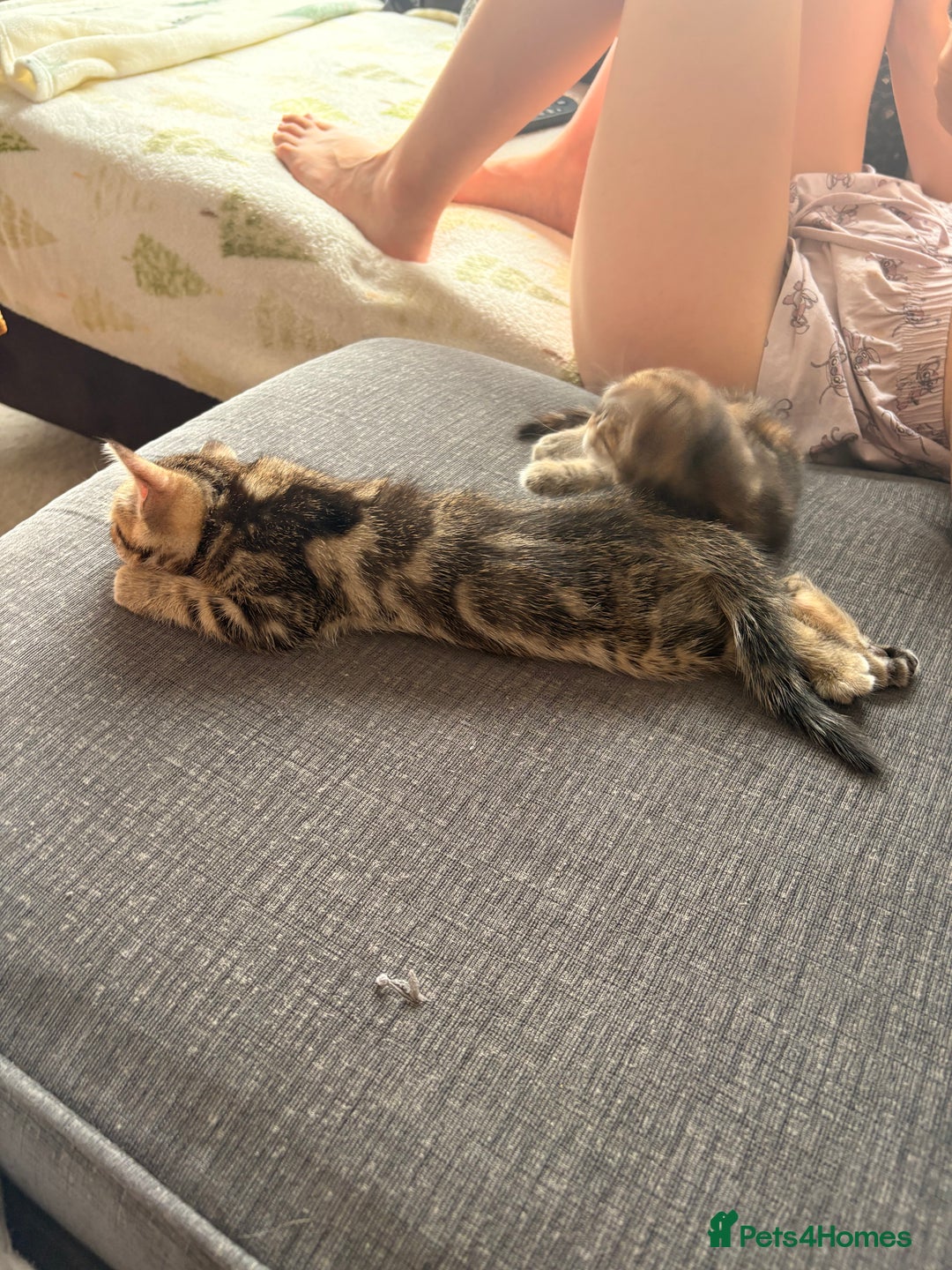 Siamese cats for sale: Lynx point Siamese  - Image 6