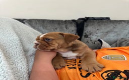 English Bulldog dogs for sale: Amazing litter of English bulldogs - Image 18