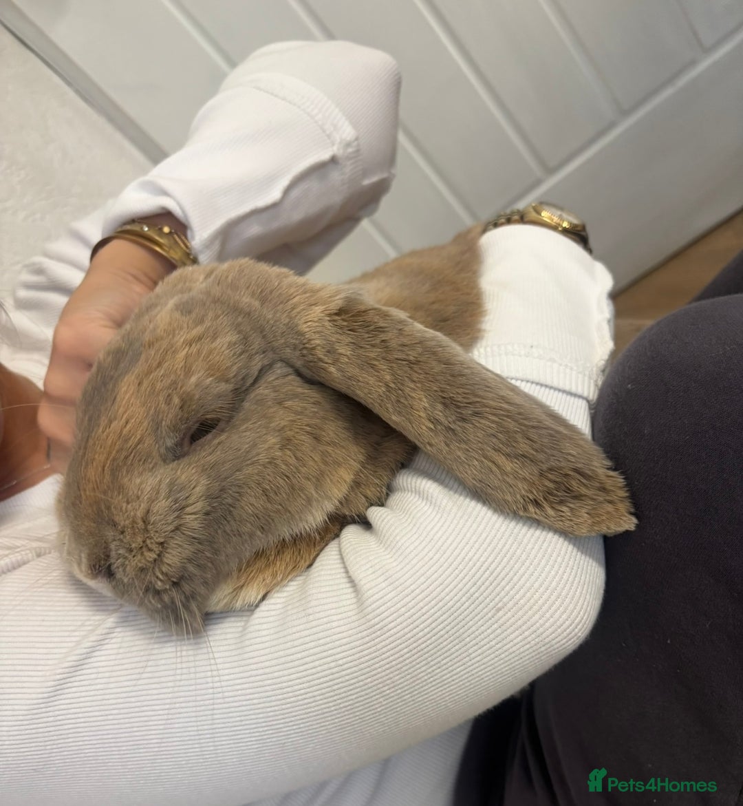 French Lop rabbits for sale: French Lop Bunny - Advert 4