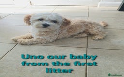 Maltipoo dogs for sale: 6 Pedigree Club registered Maltipoo puppies - Image 25