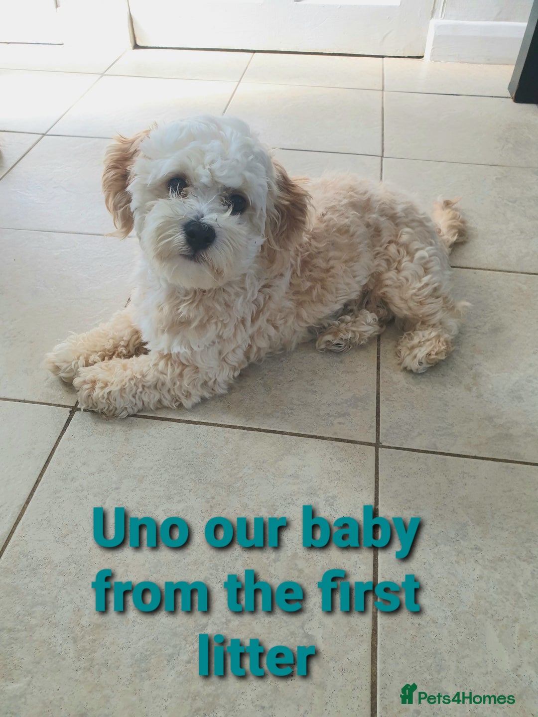 Maltipoo dogs for sale: 6 Pedigree Club registered Maltipoo puppies - Image 25