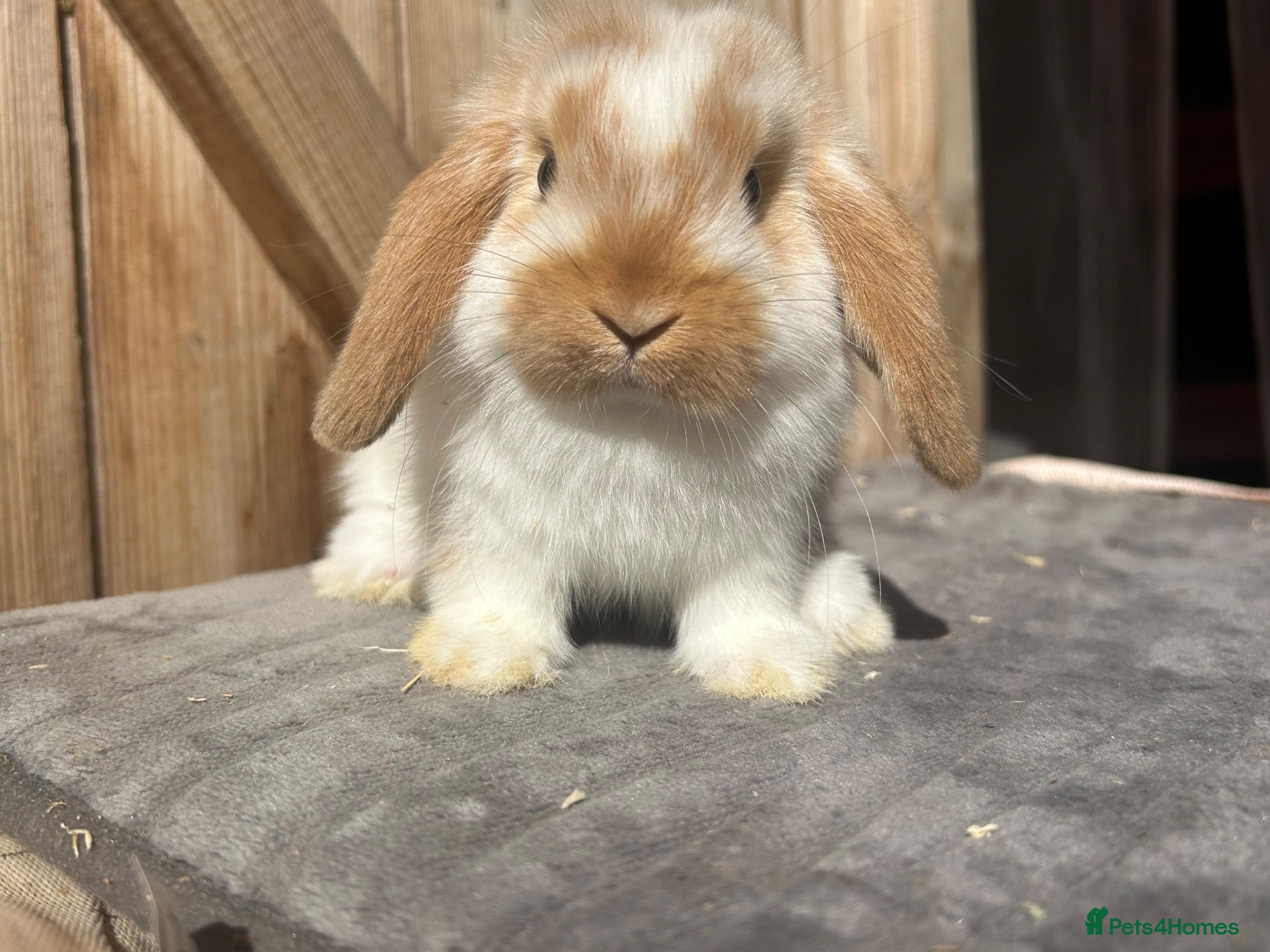 Mini Lop rabbits Baby butterfly mini lop doe  - Advert 1