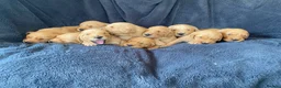 Golden Retriever dogs for sale: KC Registered Golden Retriever Puppies - Advert 3