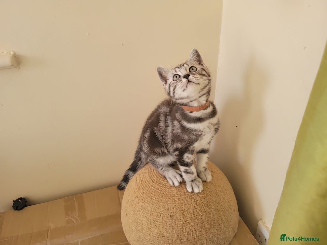 British Shorthair cats for sale: Ready to collect, Silver Tabby kittens  in Rochester - Image 7