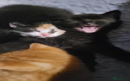 Mixed Breed cats for sale: Beautiful kittens needing loving homes - Image 18