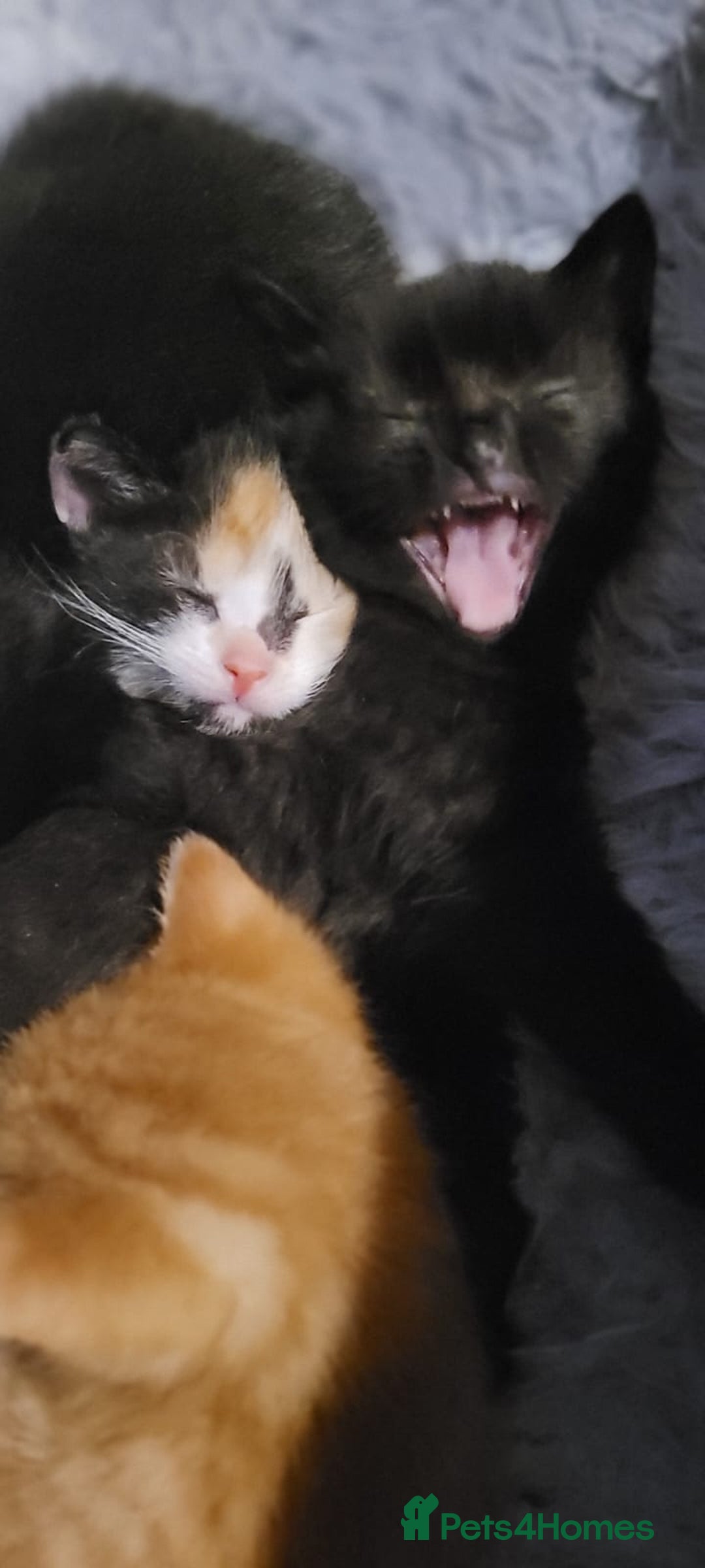 Mixed Breed cats for sale: Beautiful kittens needing loving homes - Image 18