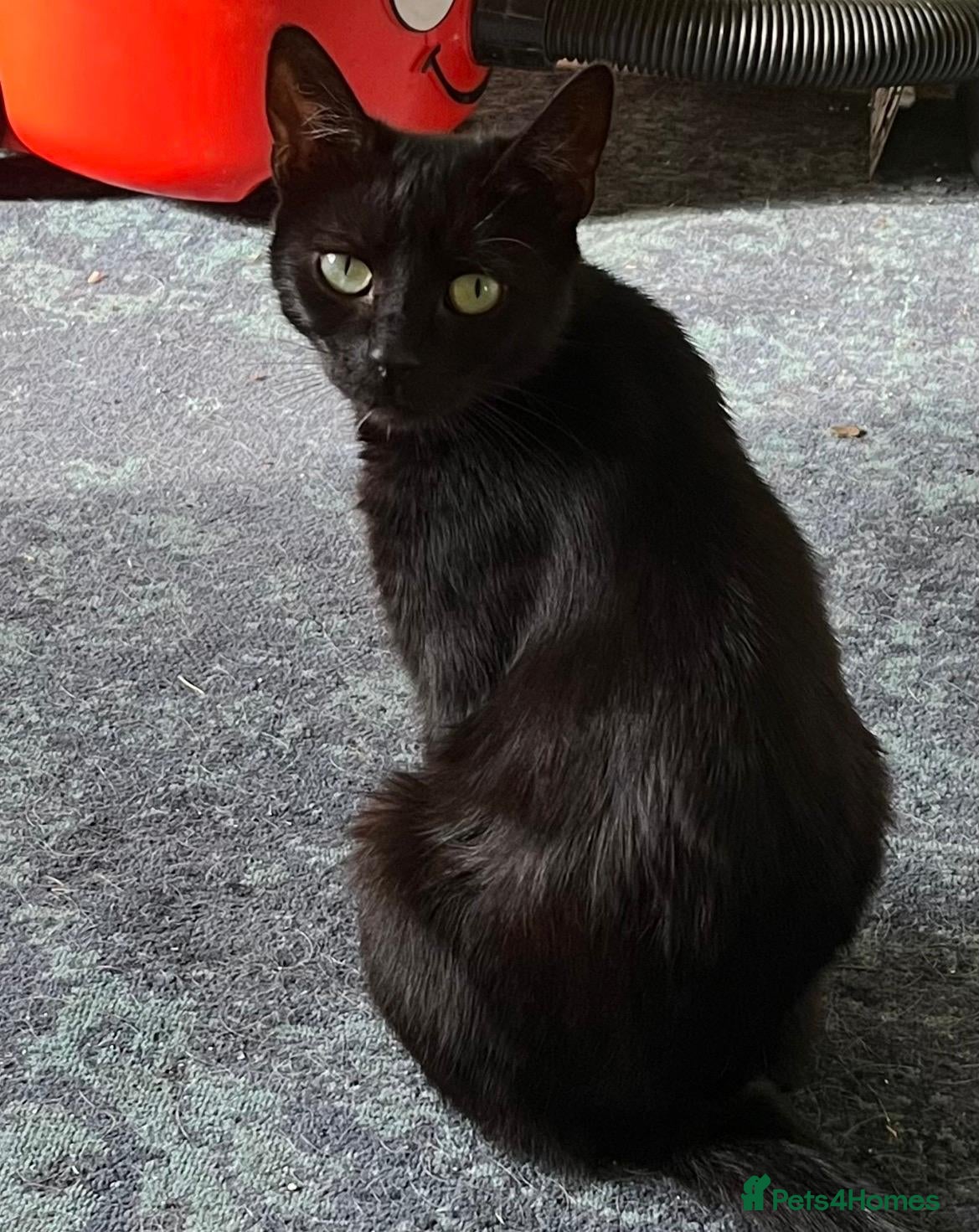 Domestic Shorthair cats Bonded pair kittens  - Advert 13