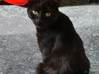 Domestic Shorthair cats Bonded pair kittens - Advert 13