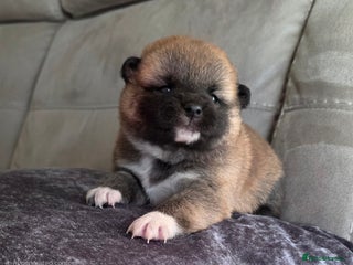 Japanese Shiba Inu dogs KC Reg Japanese Shiba inu Puppies - Advert 1