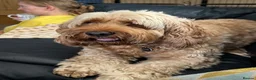 Cockapoo dogs for sale: Stunning Cockapoo Puppies — Homes for Life Only in Banbury - Advert 11